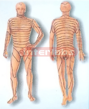 HANGING, HUMAN HORIZONTAL AUTONOMIO NERVOUS SYSTEM MODEL